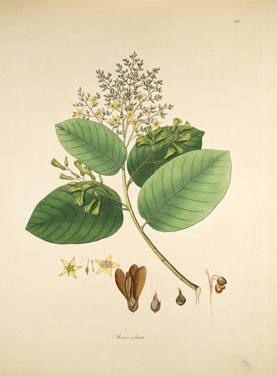 Цветок Будды расцвел