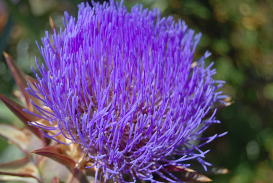 Салле трава