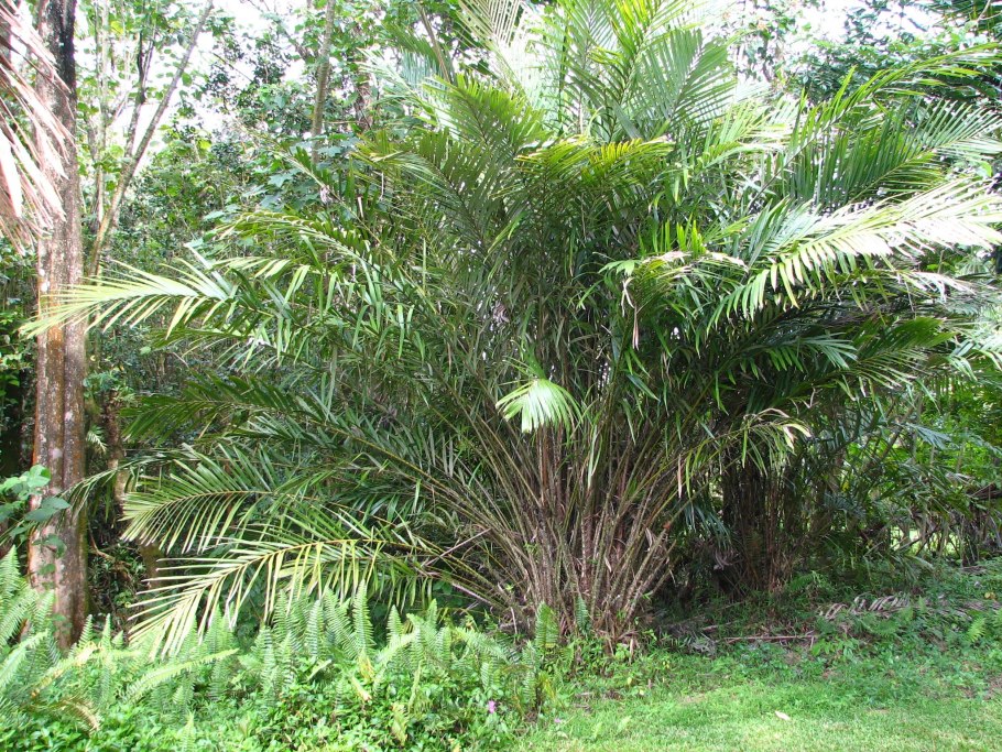 Пальма салак