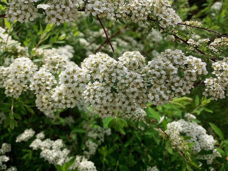 Шорея исполинская