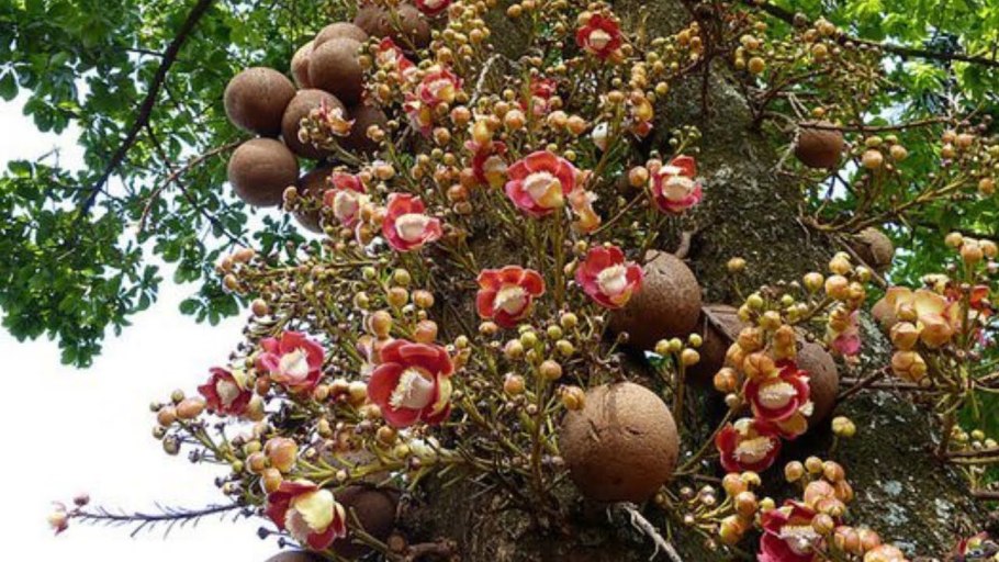 Саловое дерево