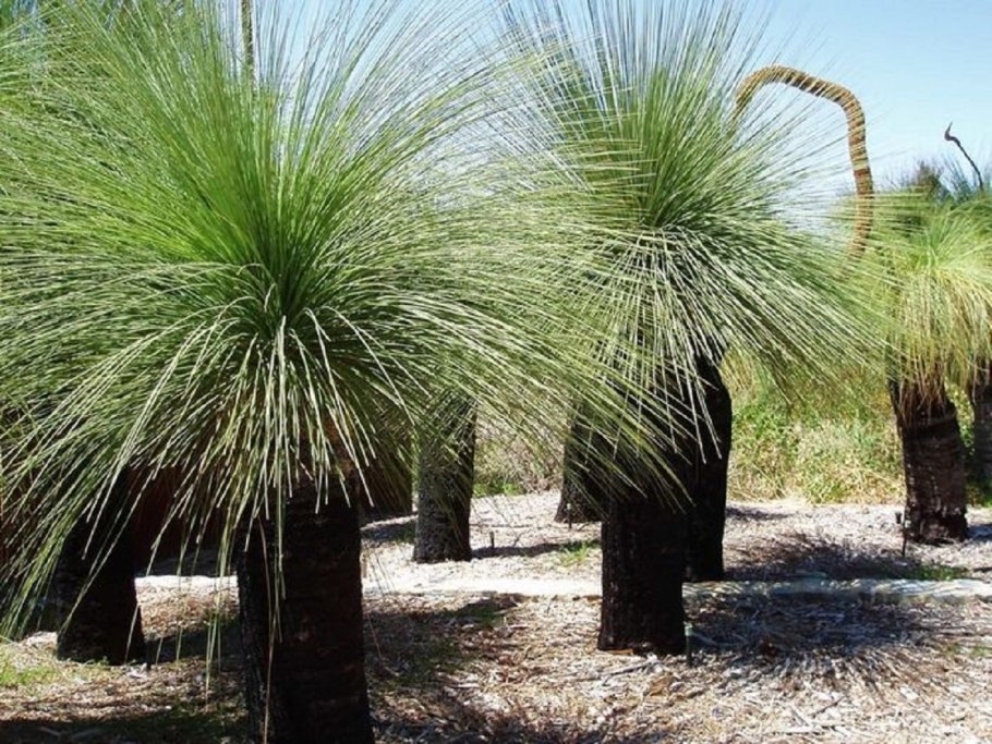 Шорея исполинская