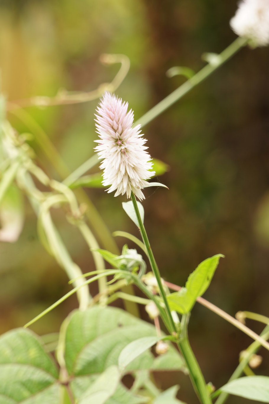 Куст с чашкой