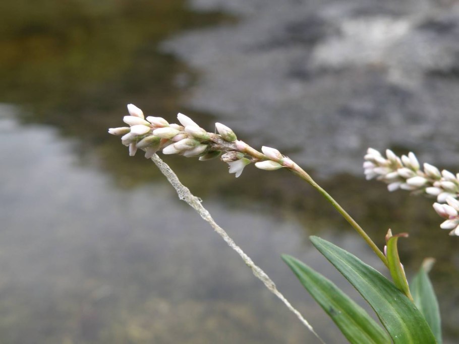 Курупита гвианская