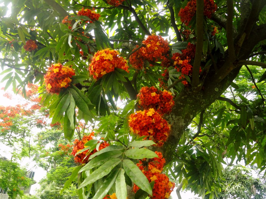 Shorea robusta дерево