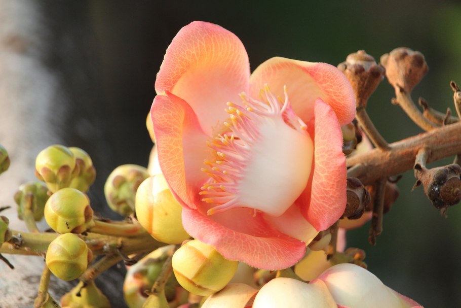 Салак Пальма