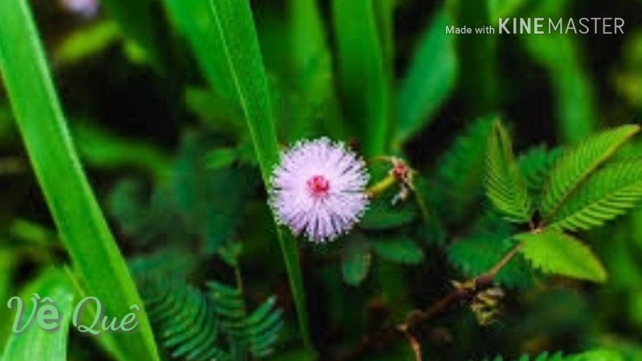 Трава Дикая с пуговичками