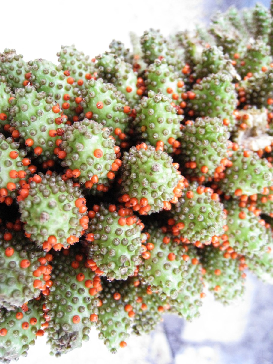 Виды красильные растения примеры