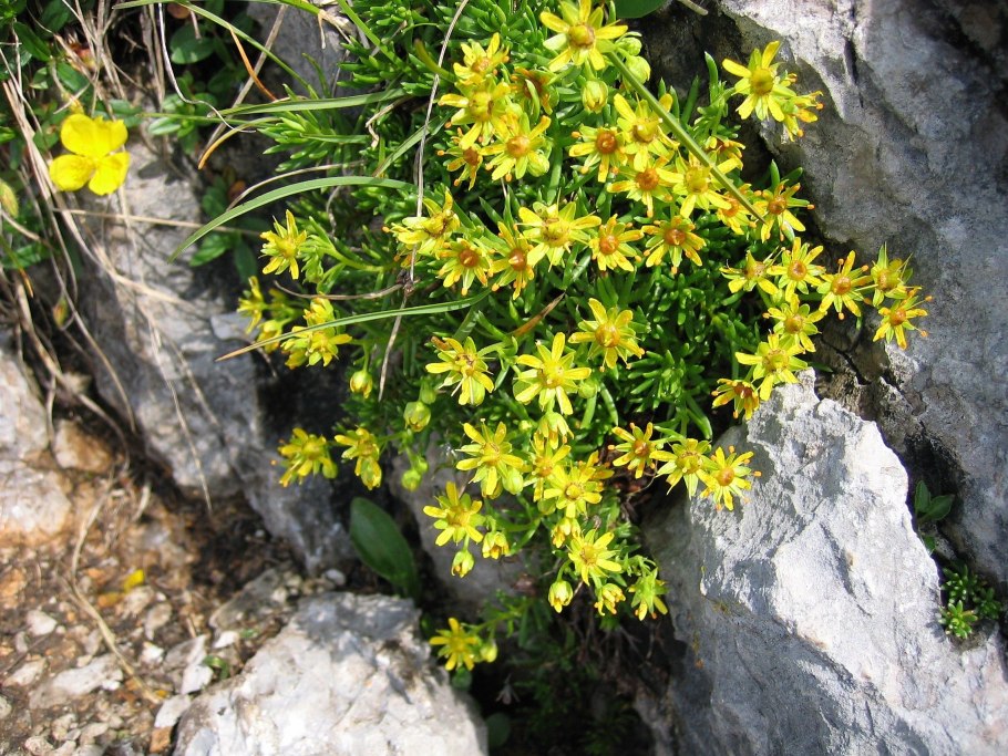 Камнеломка жестколистная (Saxifraga aizoides)