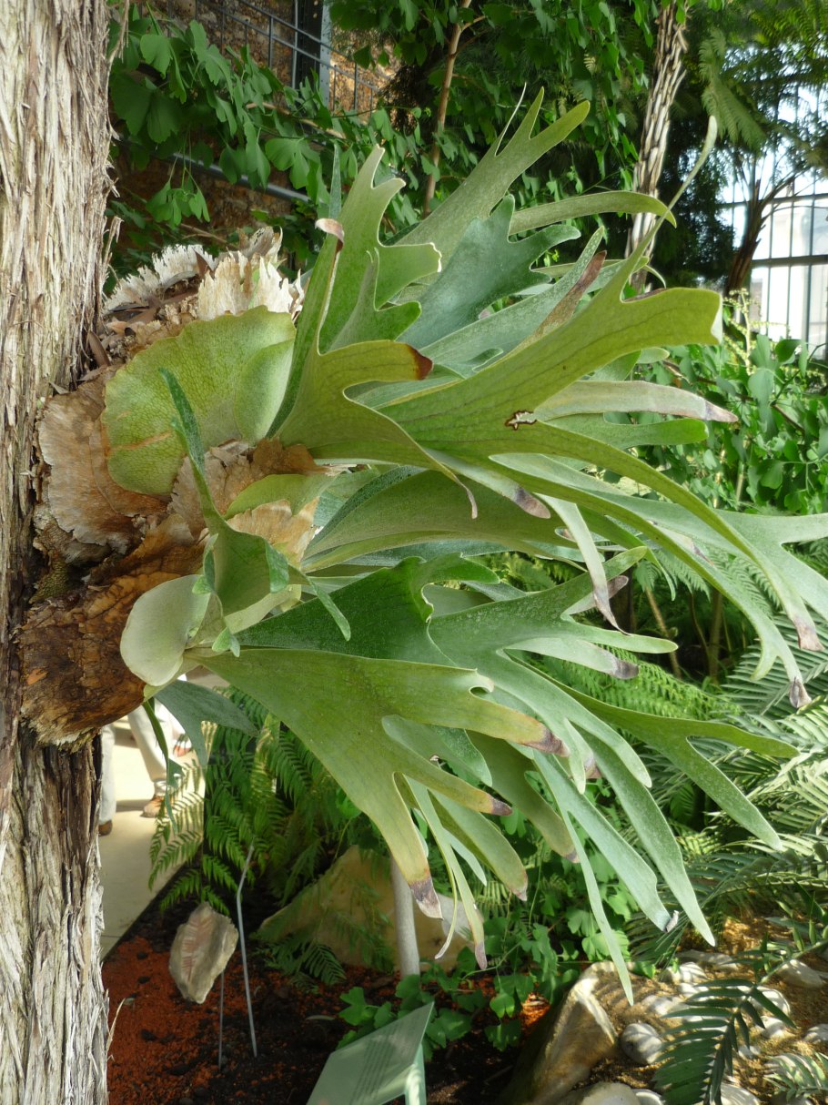 Платицериум Хилла