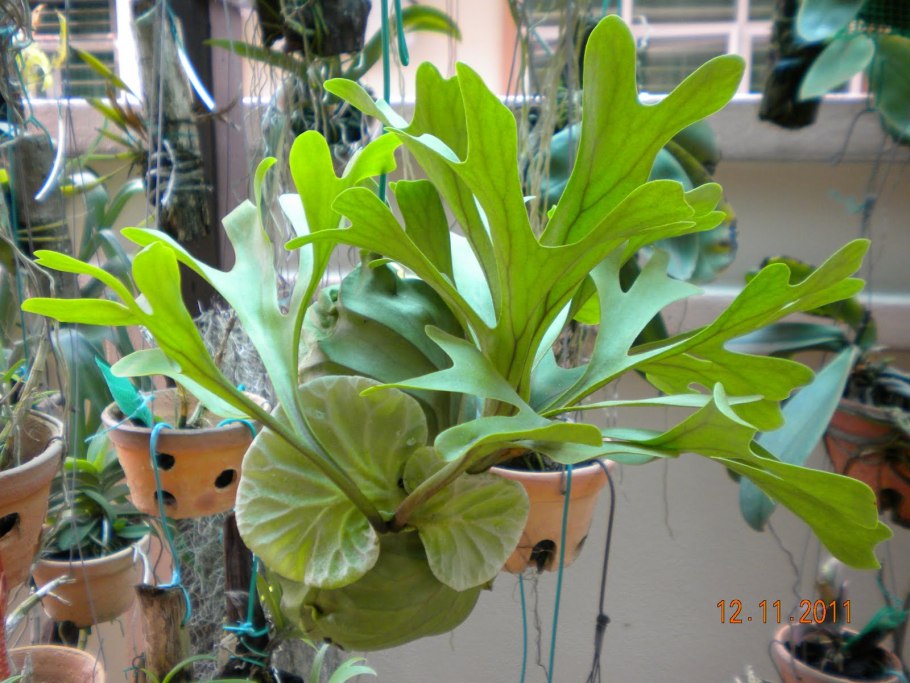 Платицериум Хилла