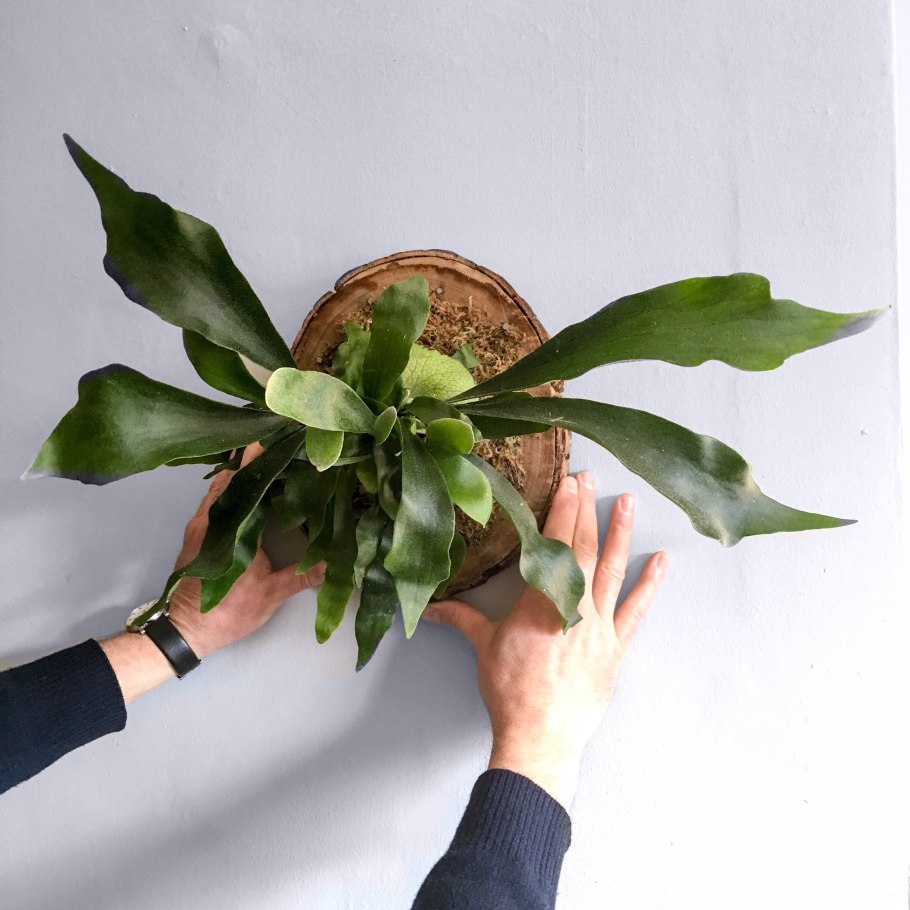 Платицериум лосерогий