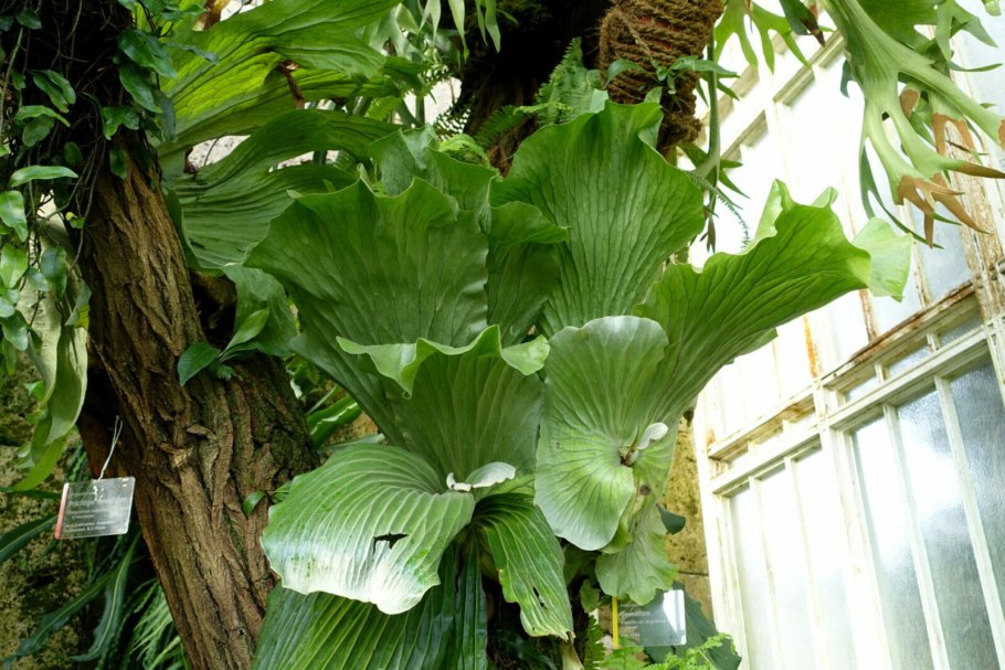 Platycerium elephantotis