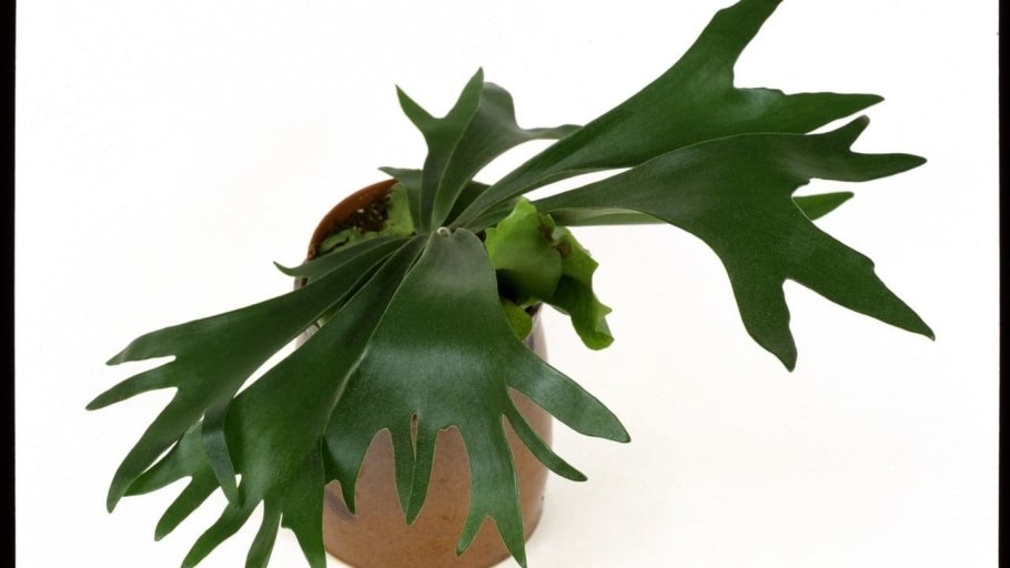 Platycerium elephantotis