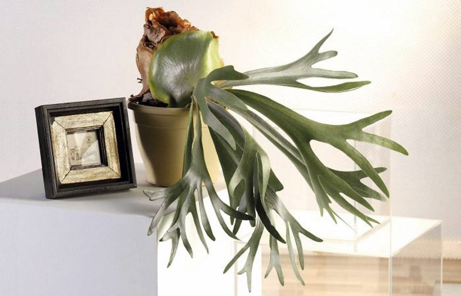 Панданус Платицериум