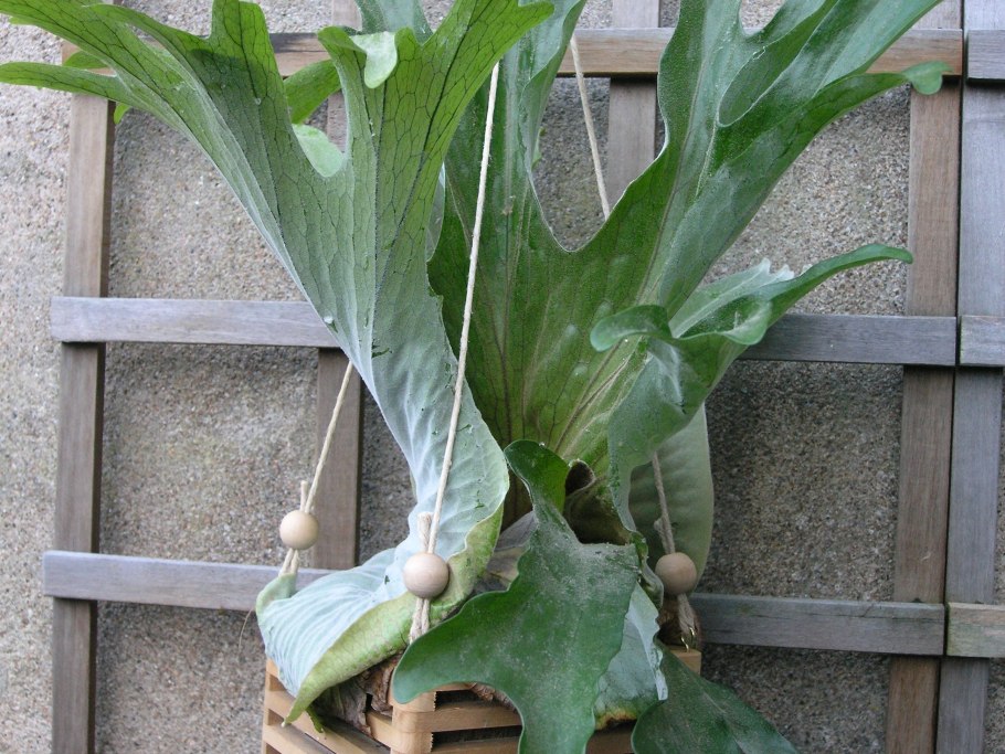 Платицериум корни