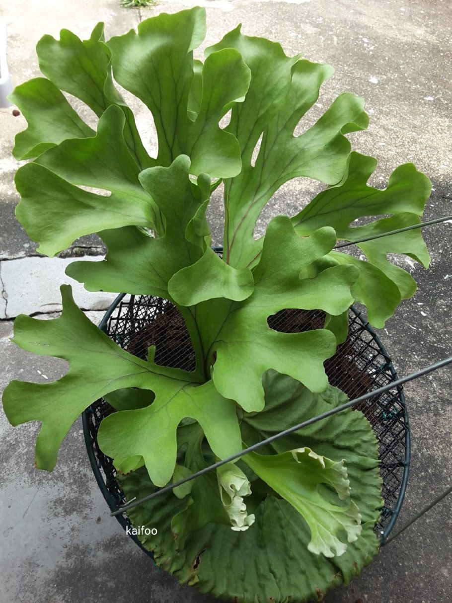 Как спасти Платицериум