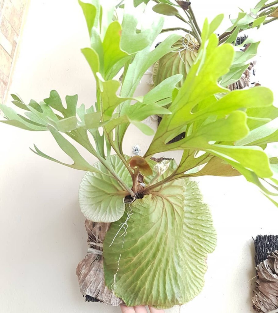 Папоротник Платицериум Break