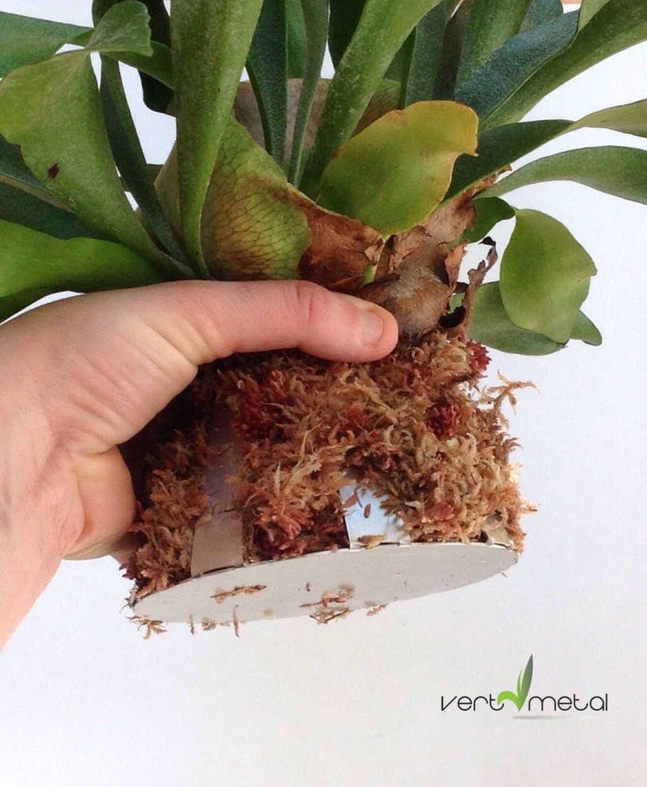 Кокедама платицериум