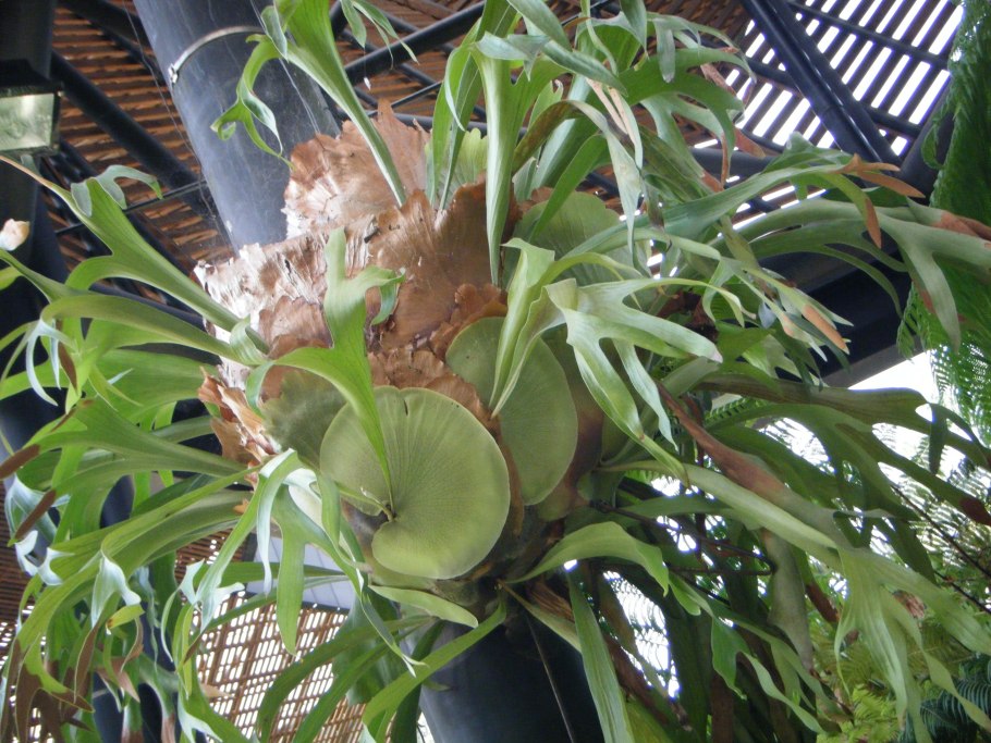 Платицериум Ридли Вариегата