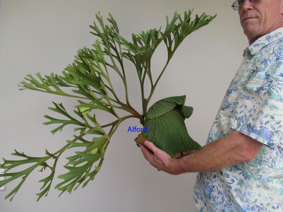 Платицериум Ридли *self