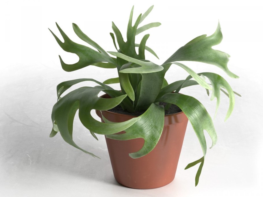 Платицериум уход в домашних условиях