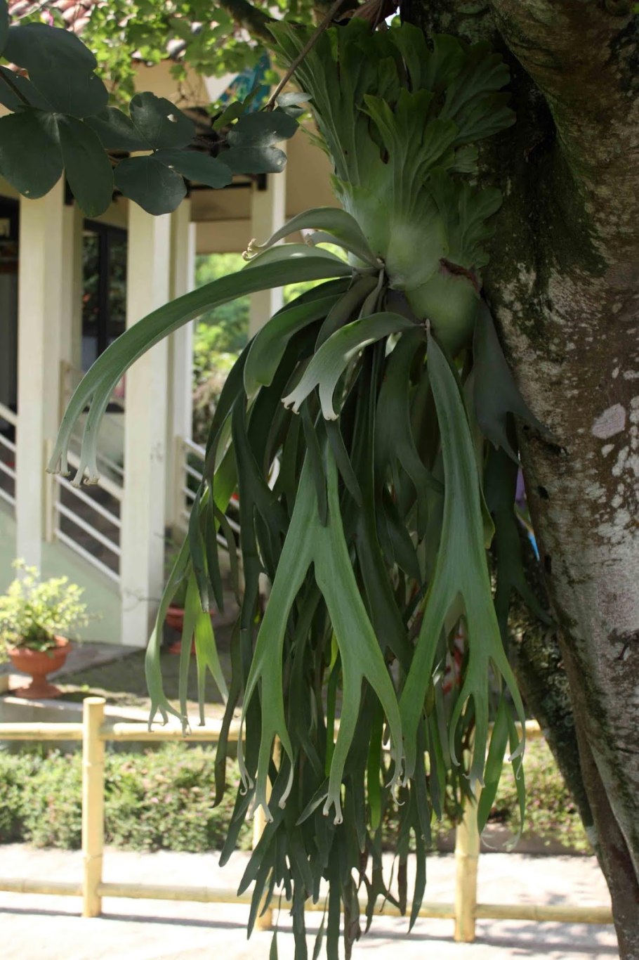 Папоротник Платицериум