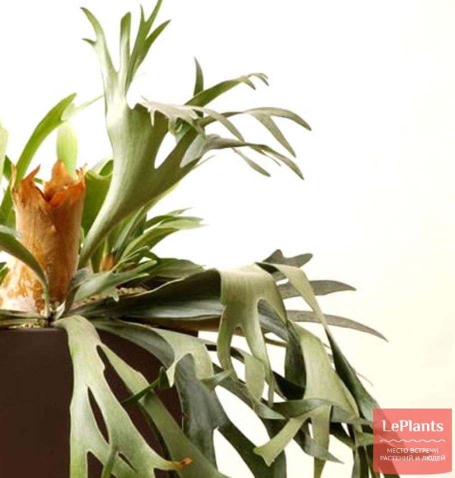 Платицериум оленерогий