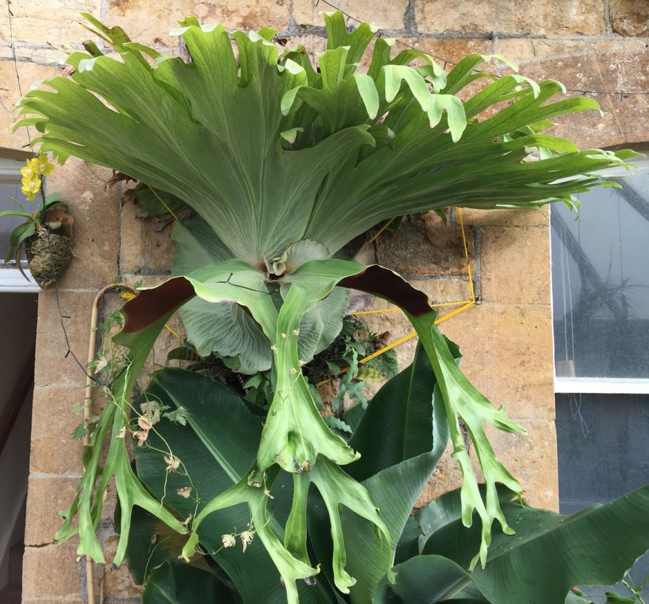 Платицериум вича