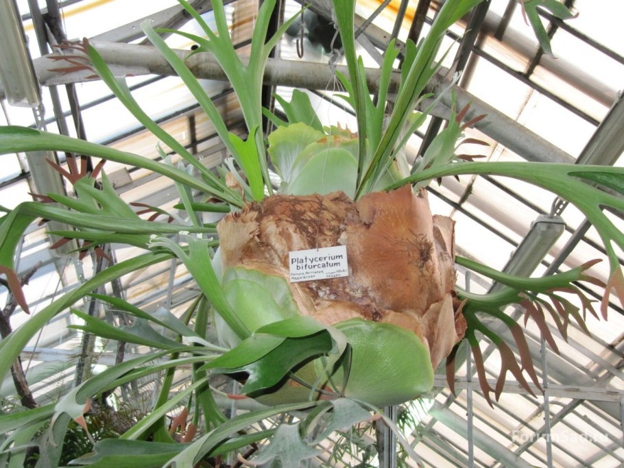 Стать растением