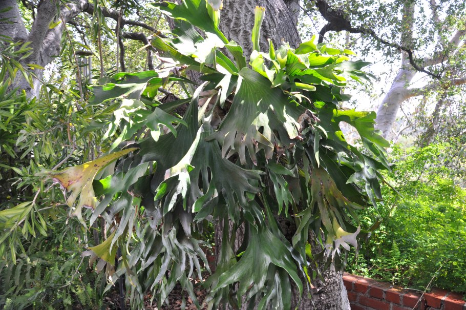 Platycerium bifurcatum 6см,