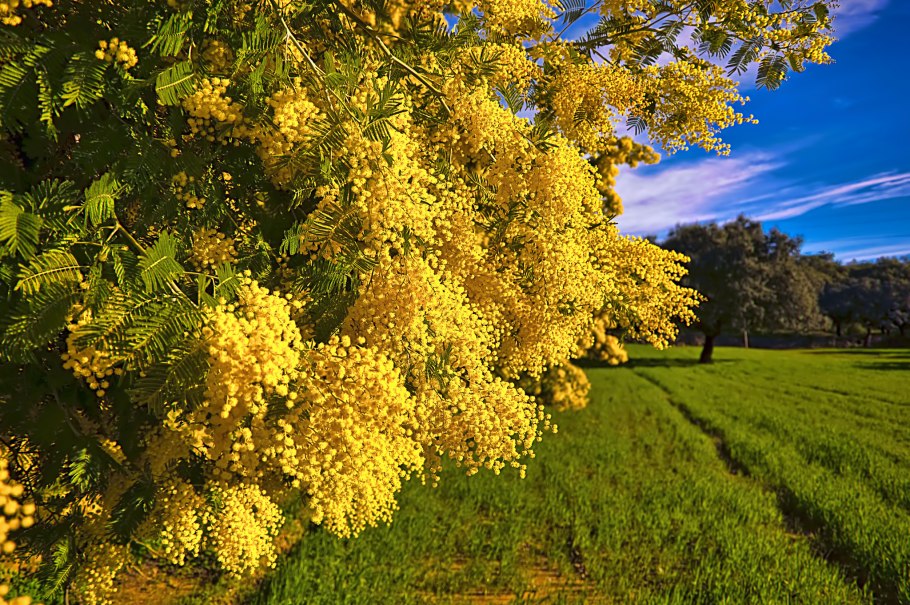 Золотая Акация Австралии