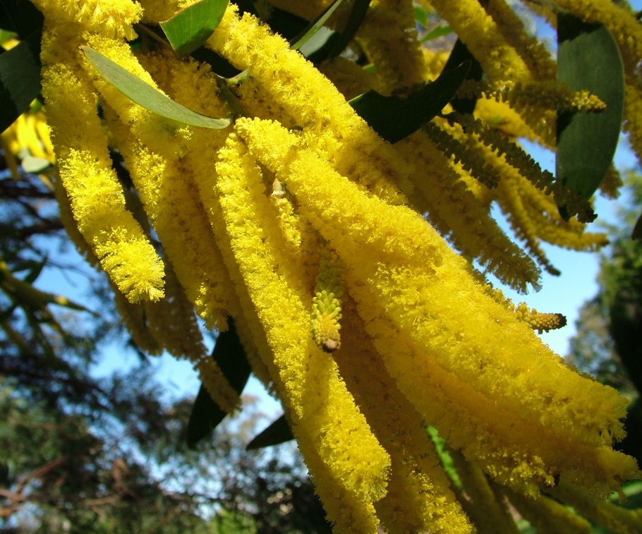 Акация Гальпини