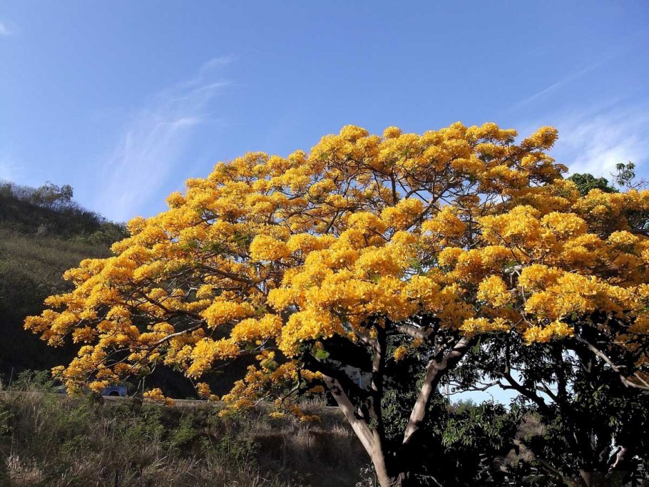 Арагуаней дерево
