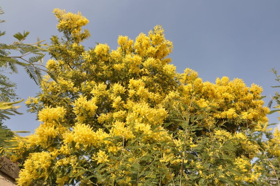 Золотистая Акация в Австралии