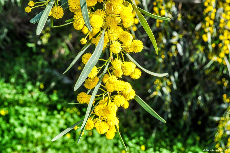 Акация густоцветковая