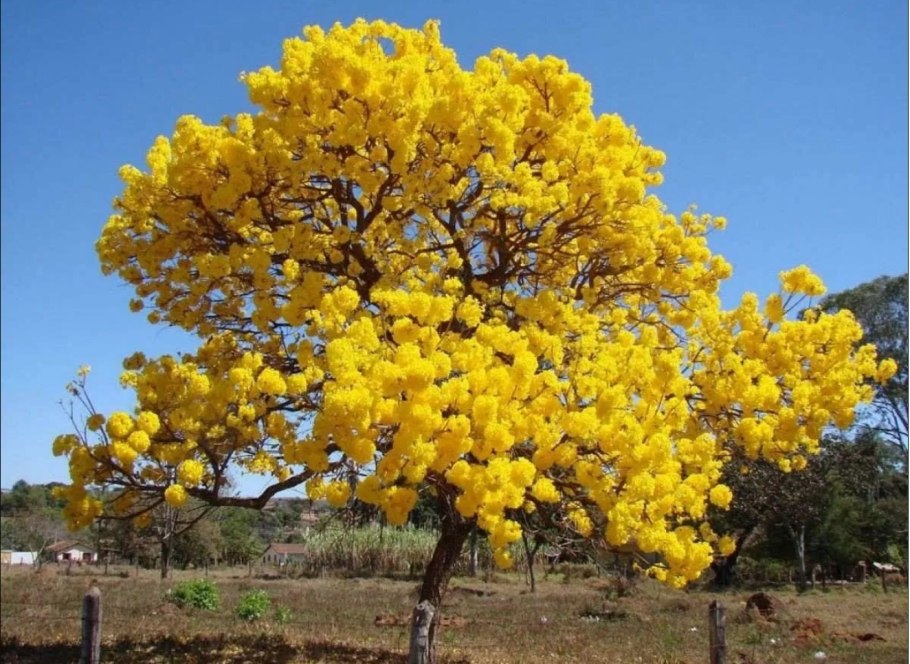 Золотая Акация Австралии