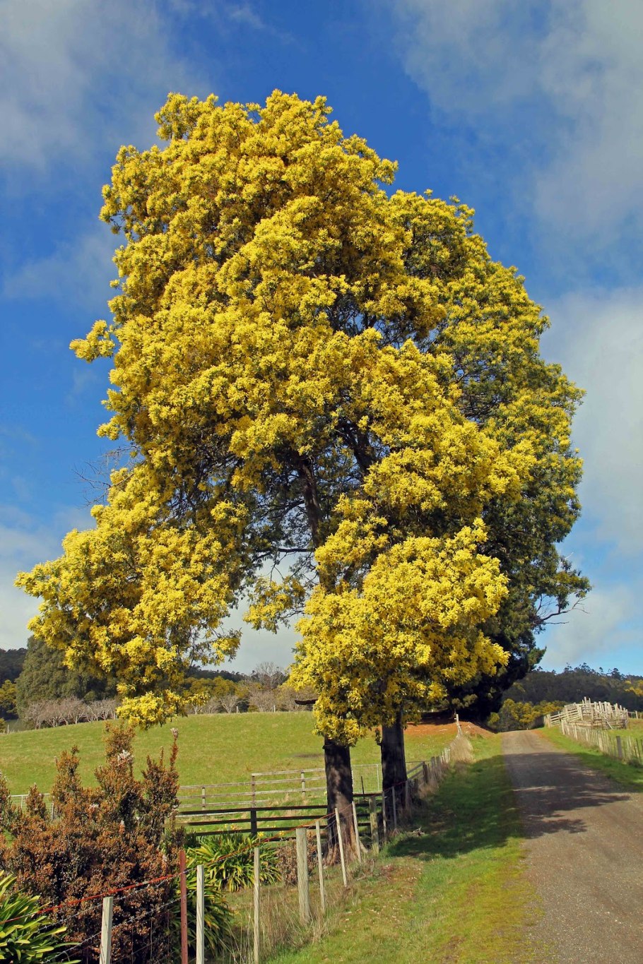 The Golden Wattle, Acacia pycnantha