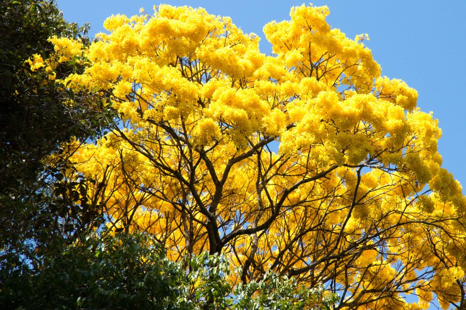 Северная Мимоза кустарник