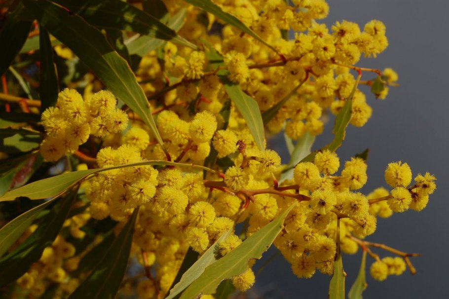 Золотая Акация Австралии