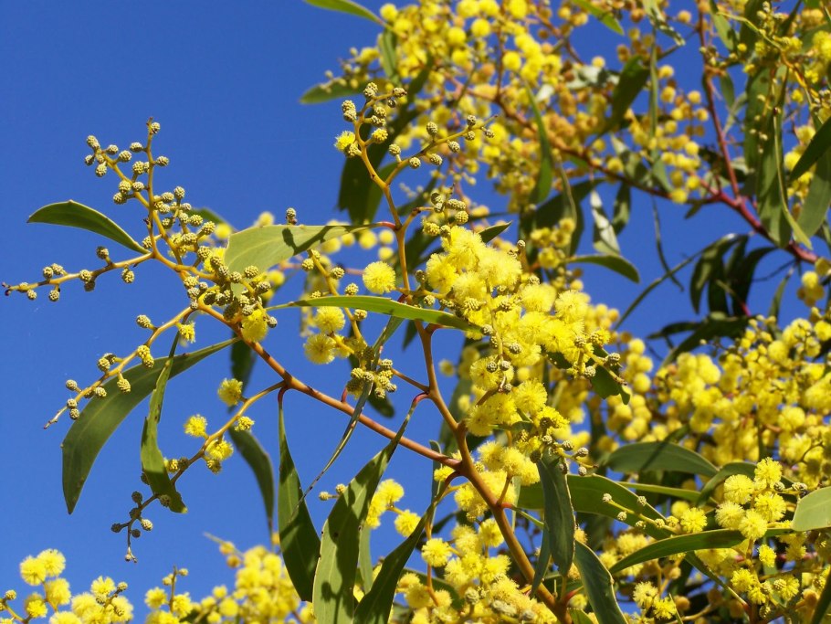 Акация густоцветковая
