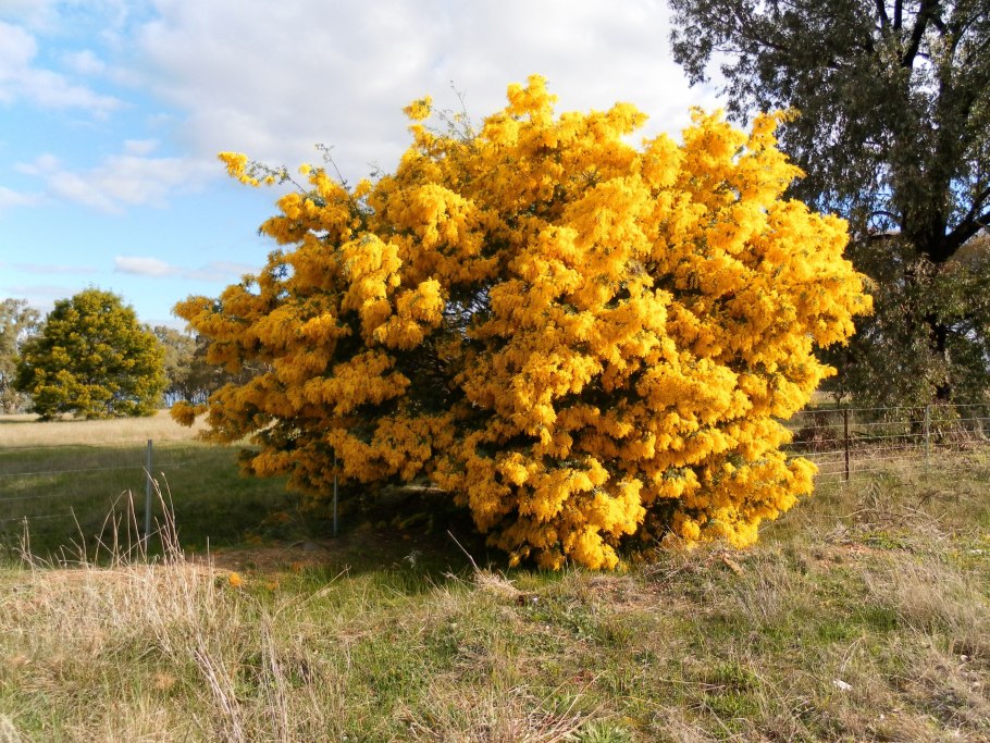 Золотая Акация Австралии