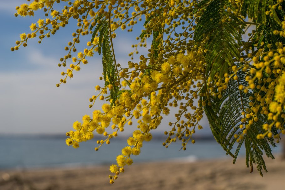 Акация мелколистная