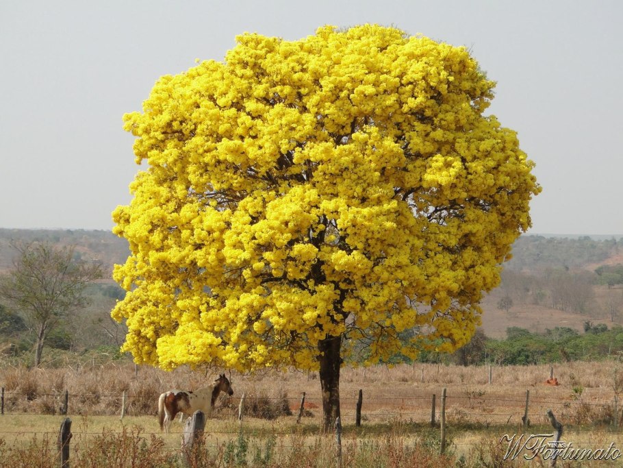 Акация густоцветковая