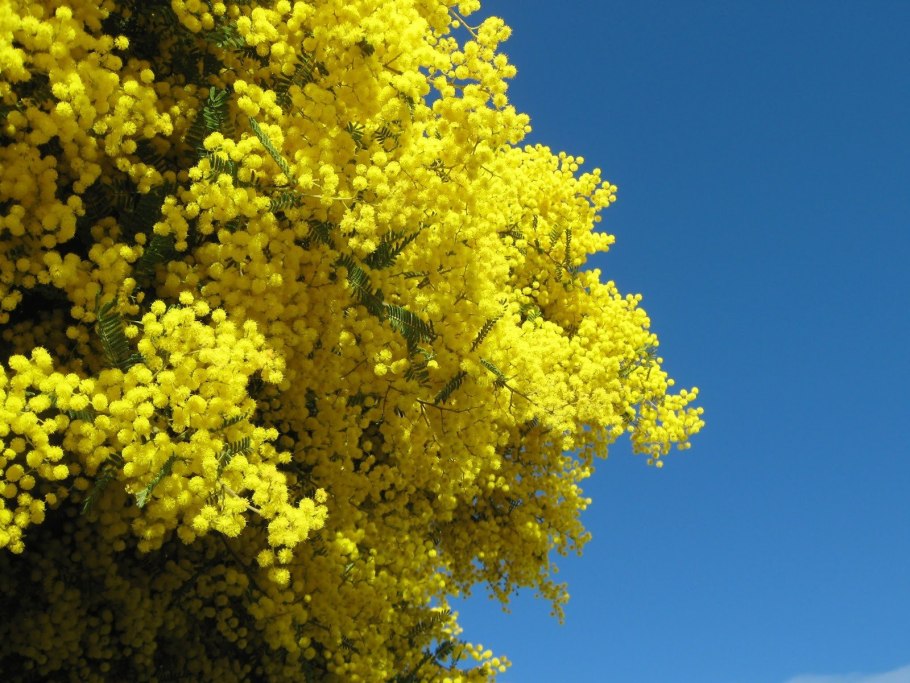 Золотистая табебуйя Парагвай