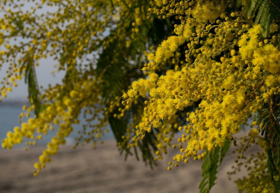 Растения Австралии Золотая Акация