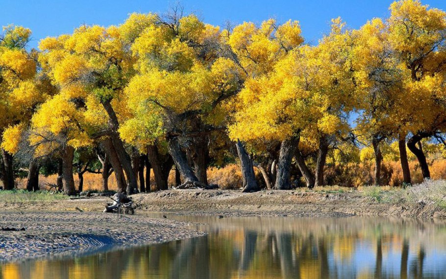 Золотая Акация Австралии