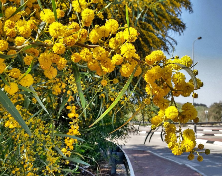 Золотая Акация Австралии