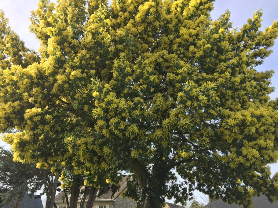 Мимоза акация абхазия