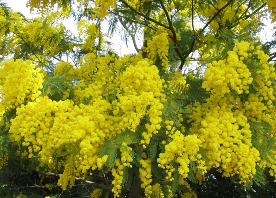 Акация серебристая мимоза